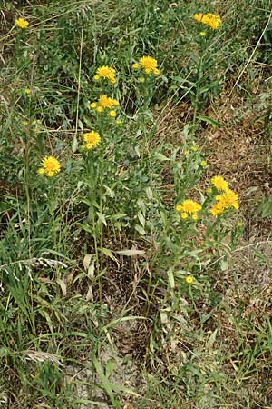 Pentanema germanicum \ Deutscher Alant / German Fleabane, A Weinviertel,  Goggendorf 10.7.2023