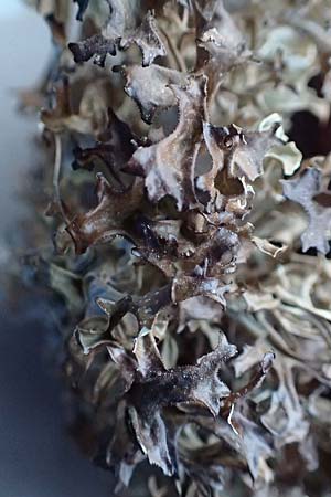 Cetraria islandica \ Isl&auml;ndisch Moos, Island-Moos / Iceland Moss, A K&auml;rnten/Carinthia, Koralpe 15.1.2017