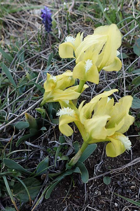 Iris pumila \ Zwerg-Schwertlilie / Dwarf Iris, A Breitenbrunn 3.4.2023