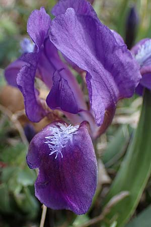 Iris pumila \ Zwerg-Schwertlilie / Dwarf Iris, A Breitenbrunn 3.4.2023