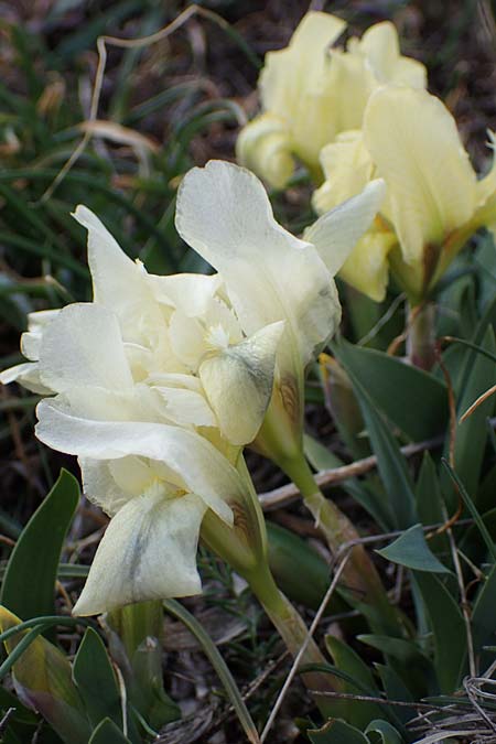 Iris pumila \ Zwerg-Schwertlilie / Dwarf Iris, A Breitenbrunn 3.4.2023