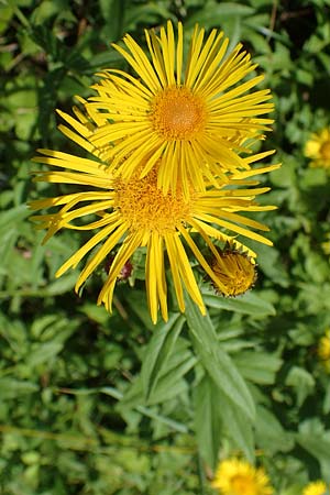 Pentanema salicinum \ Weidenblttriger Alant, A Weikersdorf am Steinfeld 7.7.2023