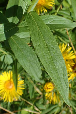 Pentanema salicinum \ Weidenblttriger Alant, A Weikersdorf am Steinfeld 7.7.2023