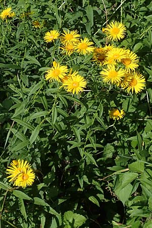 Pentanema salicinum \ Weidenblttriger Alant, A Weikersdorf am Steinfeld 7.7.2023