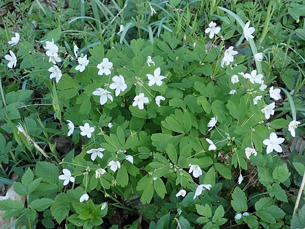 Isopyrum thalictroides \ Wiesenrauten-Muschelbl&uuml;mchen / False Rue Anemone, A Krems 1.4.2023