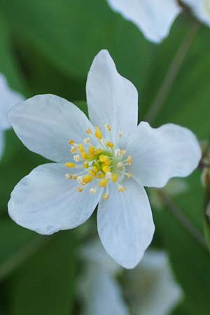 Isopyrum thalictroides \ Wiesenrauten-Muschelbl&uuml;mchen / False Rue Anemone, A Krems 1.4.2023