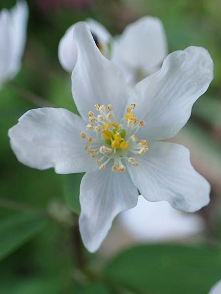 Isopyrum thalictroides \ Wiesenrauten-Muschelbl&uuml;mchen / False Rue Anemone, A Krems 1.4.2023