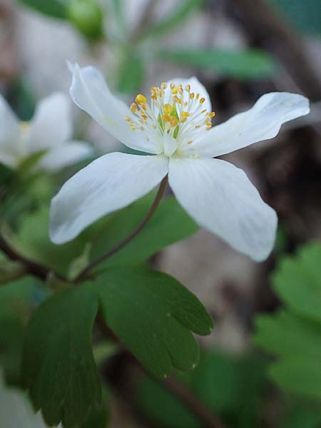 Isopyrum thalictroides \ Wiesenrauten-Muschelbl&uuml;mchen / False Rue Anemone, A Krems 1.4.2023