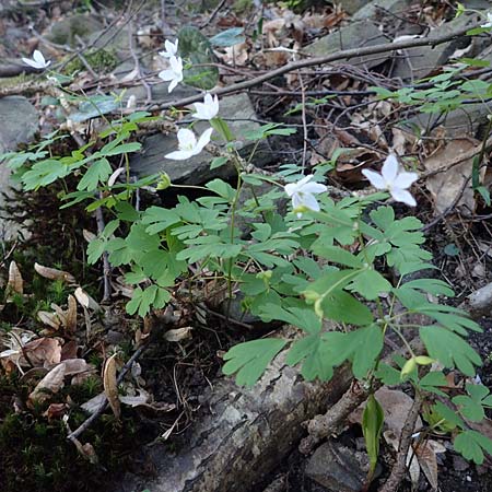Isopyrum thalictroides \ Wiesenrauten-Muschelbl&uuml;mchen / False Rue Anemone, A Krems 1.4.2023
