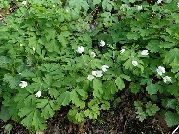 Isopyrum thalictroides \ Wiesenrauten-Muschelbl&uuml;mchen / False Rue Anemone, A K&auml;rnten/Carinthia, St. Paul im Lavanttal 4.4.2023