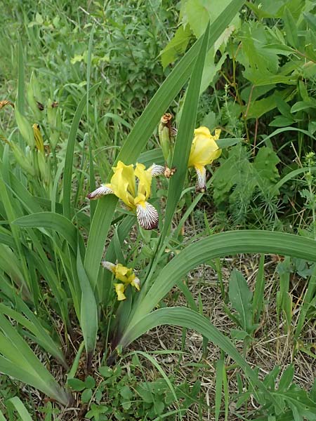 Iris variegata \ Bunte Schwertlilie / Hungarian Iris, A Poysdorf 12.6.2026