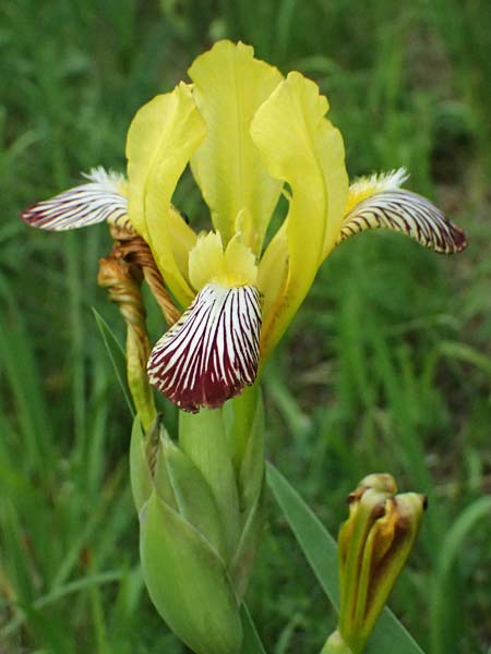 Iris variegata \ Bunte Schwertlilie / Hungarian Iris, A Poysdorf 12.6.2026