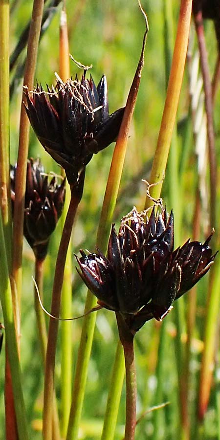 Juncus jacquinii \ Jacquins Binse, Gmsen-Binse / Jacquin's Rush, A Wölzer Tauern, Kleiner Zinken 24.7.2021