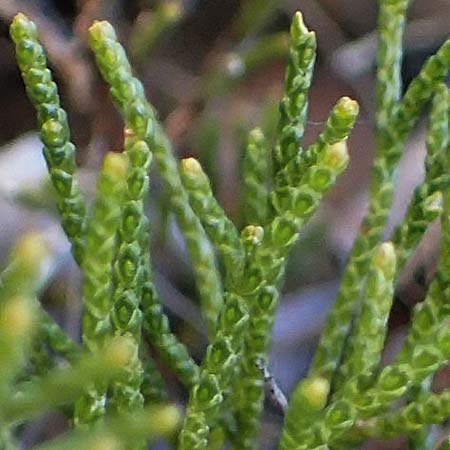 Juniperus sabina \ Stink-Wacholder, Sadebaum / Rock Cedar, Savin, A Osttirol, Matrei 5.4.2023