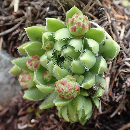 Sempervivum globiferum subsp. hirtum \ Behaarte Fransenhauswurz / Hairy Hen-and-Chicks, A Schneealpe 30.6.2020
