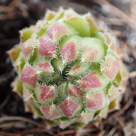 Sempervivum globiferum subsp. hirtum \ Behaarte Fransenhauswurz / Hairy Hen-and-Chicks, A Schneealpe 30.6.2020