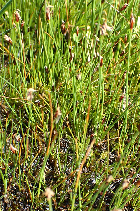 Eleocharis quinqueflora \ Armbltige Sumpfbinse, Fnfbltige Sumpfbinse / Few-Flowered Spike Rush, A Tauplitz-Alm 8.7.2020