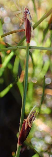 Eleocharis quinqueflora \ Armbltige Sumpfbinse, Fnfbltige Sumpfbinse / Few-Flowered Spike Rush, A Tauplitz-Alm 8.7.2020