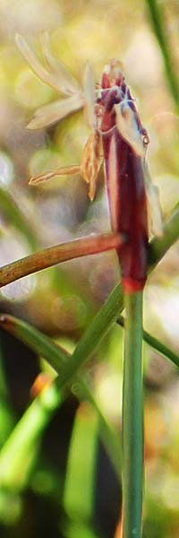 Eleocharis quinqueflora \ Armbltige Sumpfbinse, Fnfbltige Sumpfbinse / Few-Flowered Spike Rush, A Tauplitz-Alm 8.7.2020