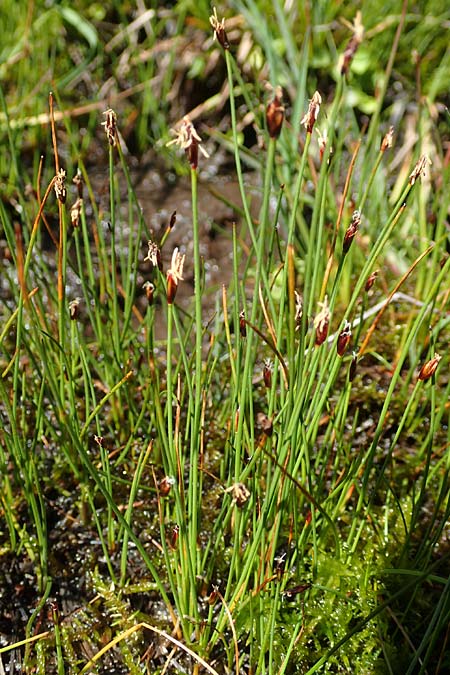 Eleocharis quinqueflora \ Armbltige Sumpfbinse, Fnfbltige Sumpfbinse / Few-Flowered Spike Rush, A Tauplitz-Alm 8.7.2020