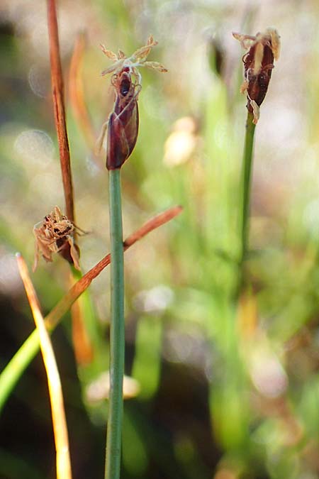 Eleocharis quinqueflora \ Armbltige Sumpfbinse, Fnfbltige Sumpfbinse / Few-Flowered Spike Rush, A Tauplitz-Alm 8.7.2020