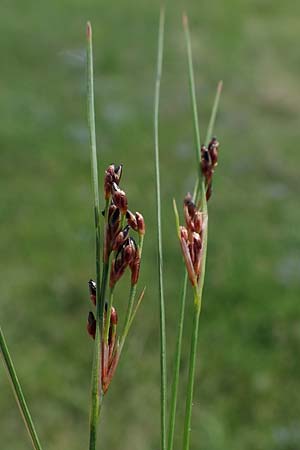 Juncus gerardii \ Bodden-Binse, Salz-Binse / Saltmeadow Rush, A Seewinkel, Apetlon 8.5.2022