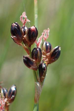 Juncus gerardii \ Bodden-Binse, Salz-Binse / Saltmeadow Rush, A Seewinkel, Podersdorf 10.5.2022