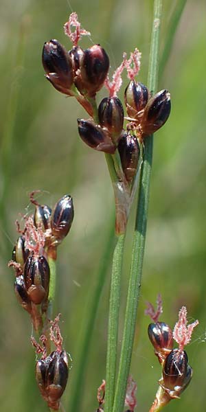 Juncus gerardii \ Bodden-Binse, Salz-Binse / Saltmeadow Rush, A Seewinkel, Podersdorf 10.5.2022