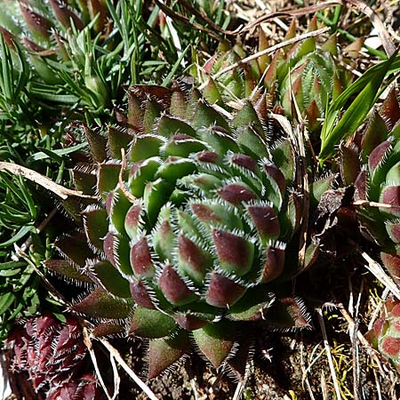 Sempervivum globiferum subsp. hirtum \ Behaarte Fransenhauswurz / Hairy Hen-and-Chicks, A Kärnten/Carinthia, St. Paul im Lavanttal 4.4.2023
