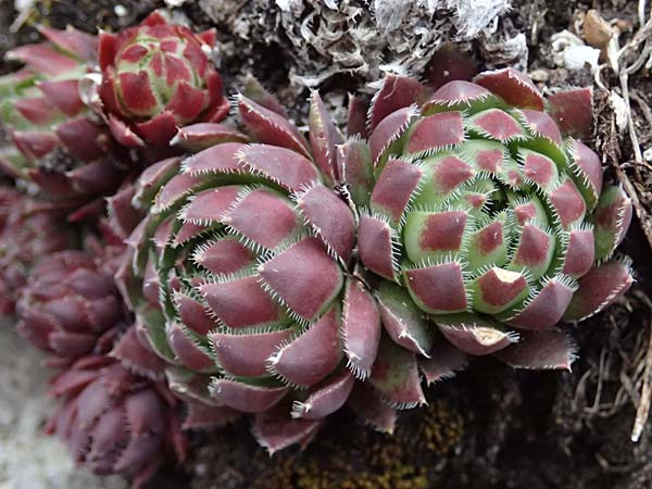 Sempervivum globiferum subsp. hirtum \ Behaarte Fransenhauswurz / Hairy Hen-and-Chicks, A Leoben 8.3.2024