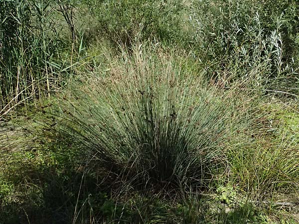 Juncus inflexus \ Blaugrne Binse / Hard Rush, A Staatz 12.8.2025