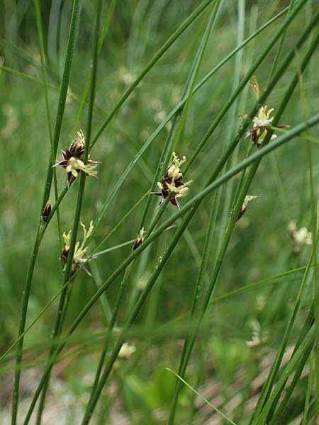 Juncus trifidus \ Dreiblatt-Binse / Three-Leaved Rush, A Seckauer Tauern, Brandstätter Törl 1.7.2021
