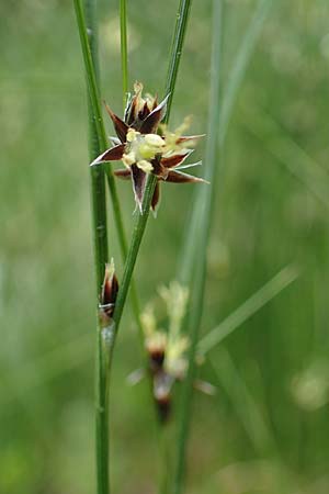 Juncus trifidus \ Dreiblatt-Binse / Three-Leaved Rush, A Seckauer Tauern, Brandstätter Törl 1.7.2021