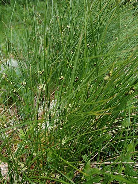 Juncus trifidus \ Dreiblatt-Binse / Three-Leaved Rush, A Seckauer Tauern, Brandstätter Törl 1.7.2021