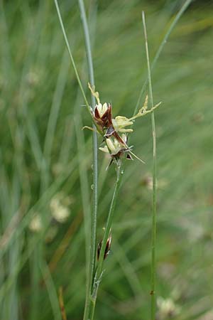 Juncus trifidus \ Dreiblatt-Binse / Three-Leaved Rush, A Seckauer Tauern, Brandstätter Törl 1.7.2021