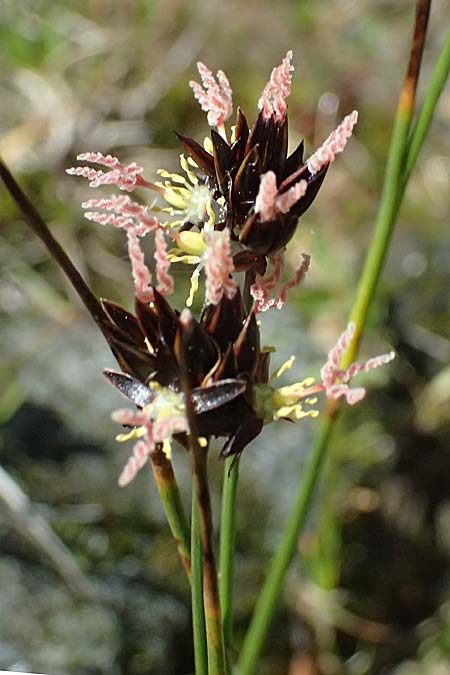 Juncus jacquinii \ Jacquins Binse, Gmsen-Binse / Jacquin's Rush, A Großglockner 11.8.2025