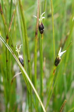 Juncus monanthos \ Einbltige Binse / Host's Rush, A Kärnten/Carinthia, Petzen 2.7.2010
