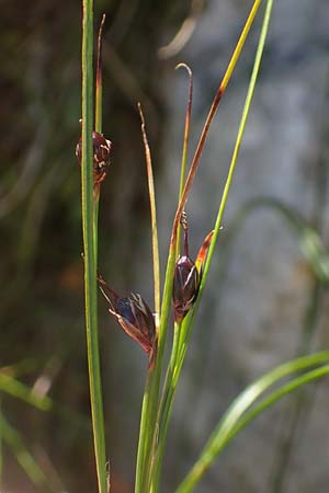 Juncus monanthos \ Einbltige Binse / Host's Rush, A Kärnten/Carinthia, Petzen 8.8.2016
