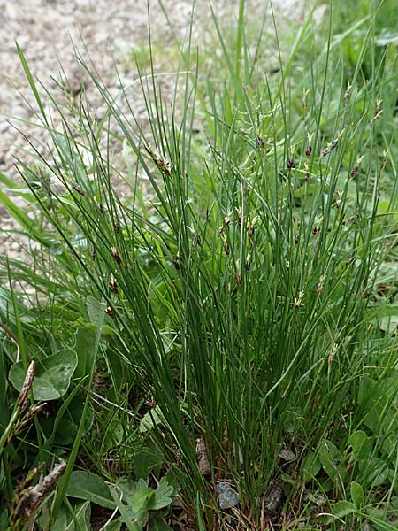 Juncus monanthos \ Einbltige Binse / Host's Rush, A Trenchtling 3.7.2019