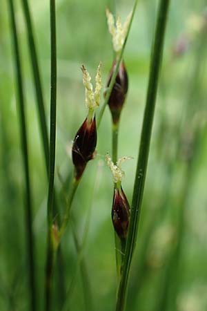 Juncus monanthos \ Einbltige Binse / Host's Rush, A Trenchtling 3.7.2019