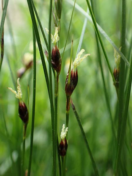 Juncus monanthos \ Einbltige Binse / Host's Rush, A Trenchtling 3.7.2019