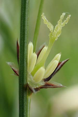 Juncus monanthos \ Einbltige Binse / Host's Rush, A Trenchtling 3.7.2019