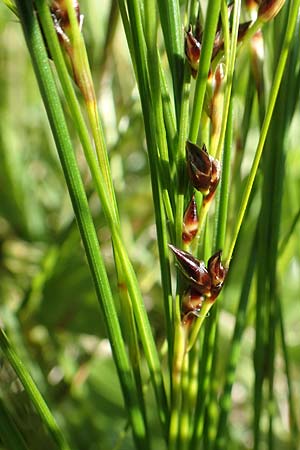 Juncus trifidus \ Dreiblatt-Binse / Three-Leaved Rush, A Rax 28.6.2020