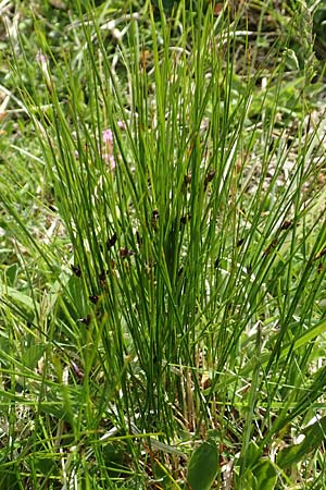 Juncus trifidus \ Dreiblatt-Binse / Three-Leaved Rush, A Rax 28.6.2020