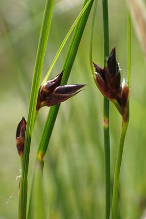 Juncus trifidus \ Dreiblatt-Binse / Three-Leaved Rush, A Rax 28.6.2020