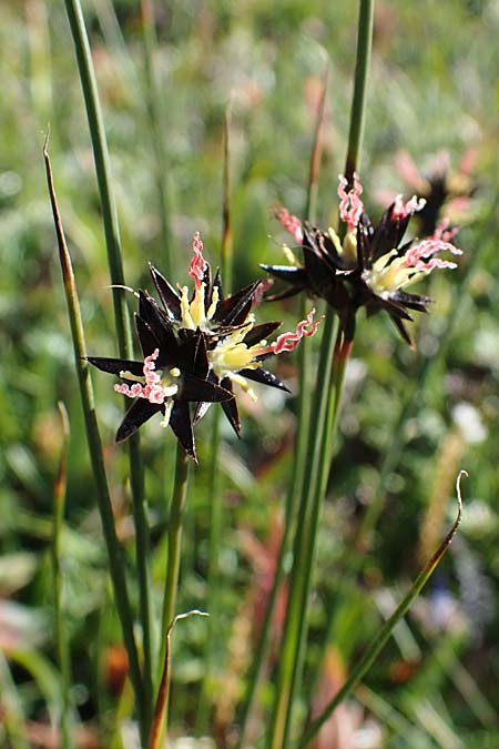 Juncus jacquinii \ Jacquins Binse, Gmsen-Binse / Jacquin's Rush, A Wölzer Tauern, Hohenwart 29.7.2021