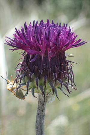 Jurinea mollis \ Weiche Silberscharte, Spinnweb-Bisamdistel / Soft Knapweed, Jurinea, A Hainburg 14.5.2022
