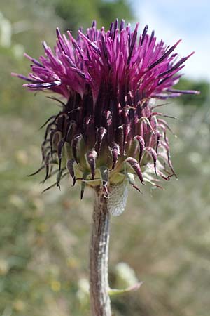 Jurinea mollis \ Weiche Silberscharte, Spinnweb-Bisamdistel / Soft Knapweed, Jurinea, A Hainburg 14.5.2022
