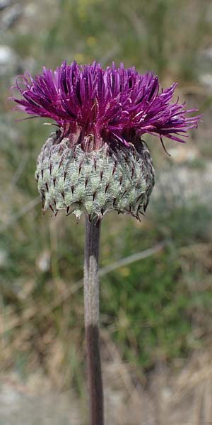 Jurinea mollis \ Weiche Silberscharte, Spinnweb-Bisamdistel / Soft Knapweed, Jurinea, A Hainburg 14.5.2022