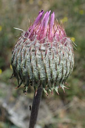 Jurinea mollis \ Weiche Silberscharte, Spinnweb-Bisamdistel / Soft Knapweed, Jurinea, A Hainburg 14.5.2022